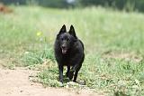 SCHIPPERKE 640